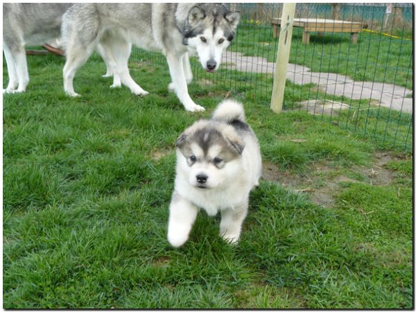 E Wurf 5 Woche 117.jpg